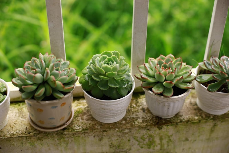 Balcony gardening