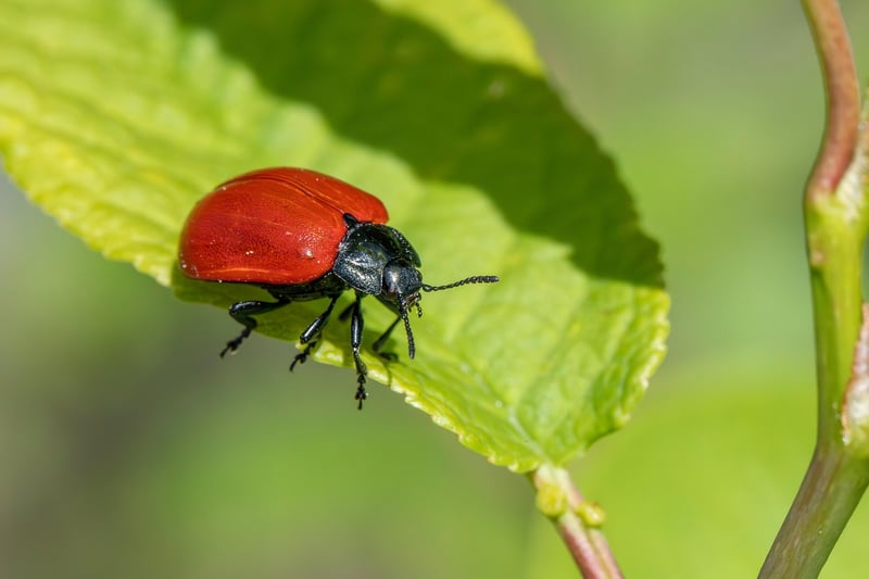 Natural pest control