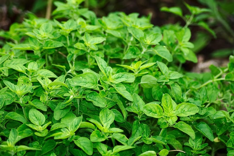 Herb Garden